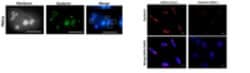 BMAL1 Guinea Pig anti-Human, Rat, Mouse, Polyclonal, MilliporeSigma 25 &mu;L | Buy Online | MilliporeSigma | Fisher Scientific